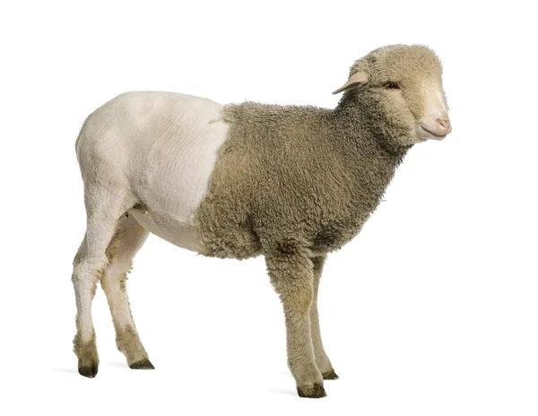 Kısmen Merinos kuzu eti, 4 ay yaşlı, beyaz arka plan tıraş — Stok fotoğraf