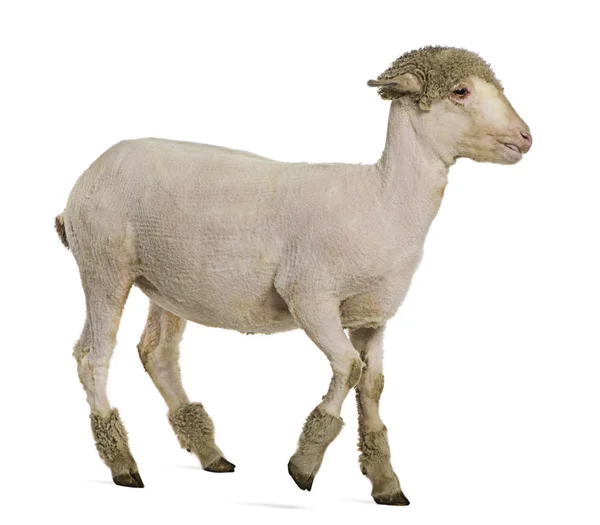 Partially shaved Merino lamb, 4 months old, in front of white background — Stock Photo, Image
