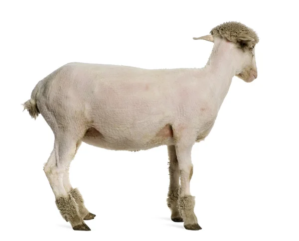 部分刮美利奴羊，4 个月大，在白色背景前 — 图库照片