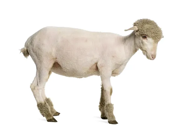 部分刮美利奴羊，4 个月大，在白色背景前 — 图库照片