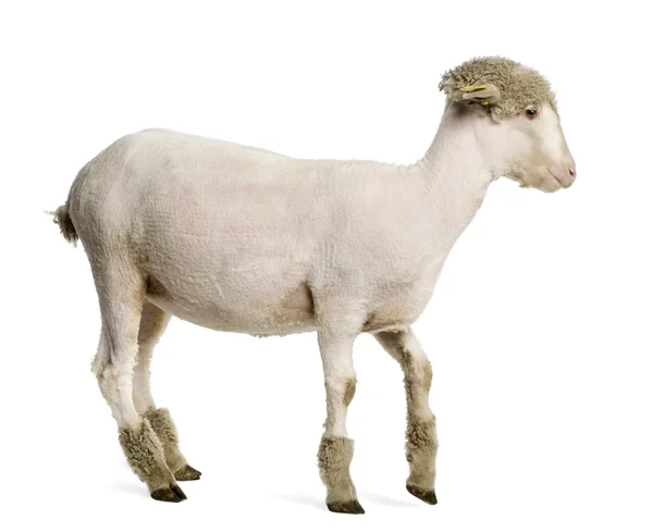 Gedeeltelijk geschoren merino lam, 4 maanden oud, voor witte achtergrond — Stockfoto