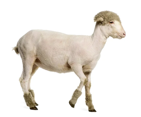 stock image Partially shaved Merino lamb, 4 months old, in front of white background