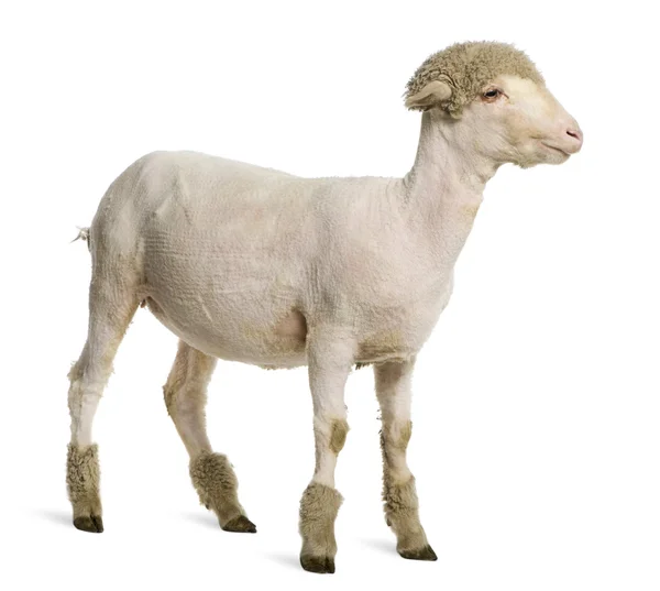 Gedeeltelijk geschoren merino lam, 4 maanden oud, voor witte achtergrond — Stockfoto