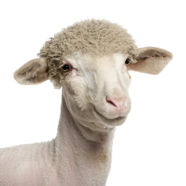 Partially shaved Merino lamb, 4 months old, in front of white background — Stock Photo, Image