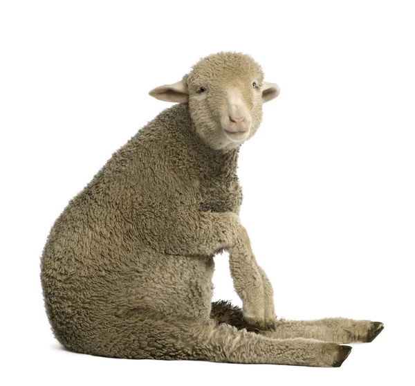 Merino lamb, 4 months old, sitting in front of white background — Stock Photo, Image