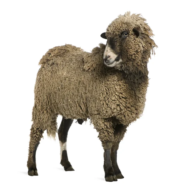 白い背景の前で羊立っているを交配します。 — ストック写真