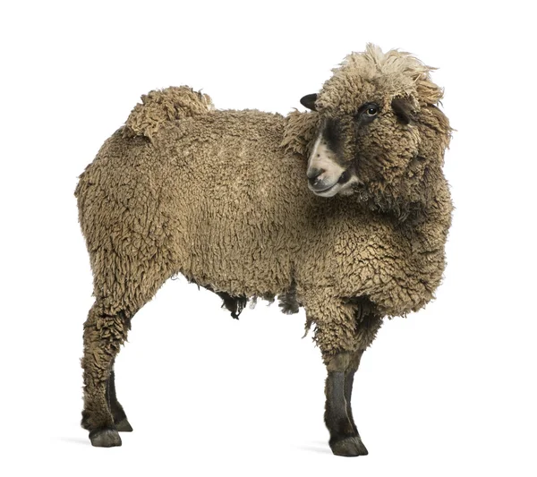 Krzyżówka owiec stoi przed białym tle — Zdjęcie stockowe