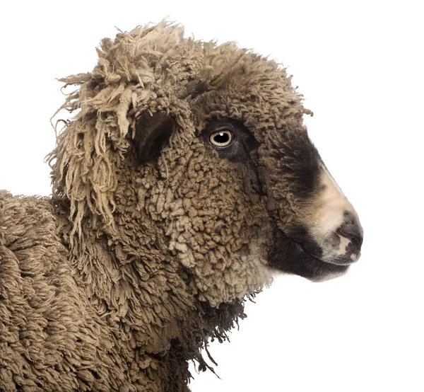 Kříženec ovce stojící před bílým pozadím — Stock fotografie
