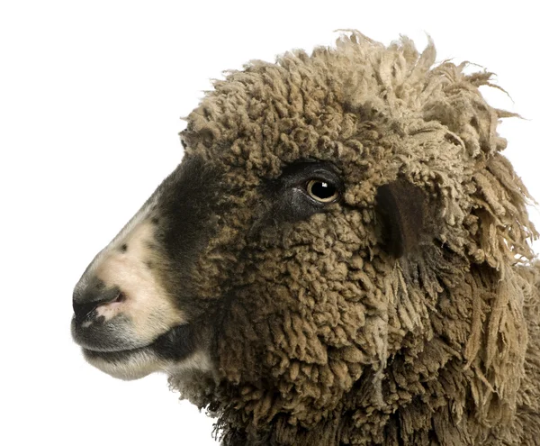 Koyun ayakta beyaz arka plan önünde crossbreed — Stok fotoğraf