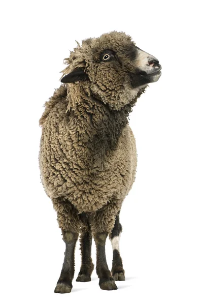 Διασταυρώσουν πρόβατα στέκεται μπροστά από το λευκό φόντο — Φωτογραφία Αρχείου