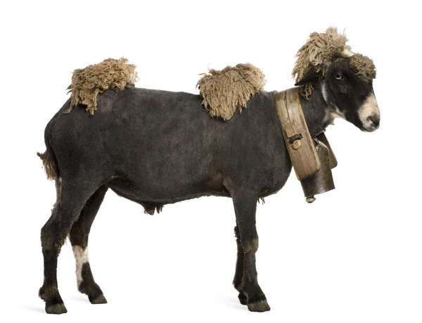 Kříženec ovce na sobě bell před bílým pozadím — Stock fotografie