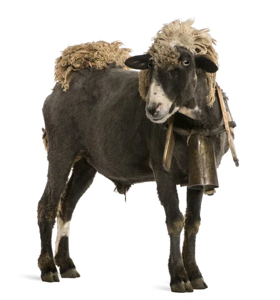 Kříženec ovce na sobě bell před bílým pozadím — Stock fotografie