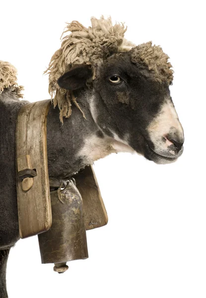Boční pohled detail kříženec ovce na sobě bell před bílým pozadím — Stock fotografie