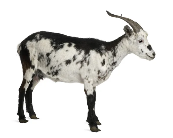 Mujer Rove cabra, 3 años, de pie frente al fondo blanco —  Fotos de Stock