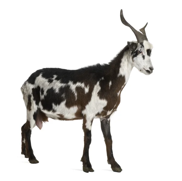 Vrouwelijke rove geit, 3 jaar oud, staande voor de witte achtergrond — Stockfoto
