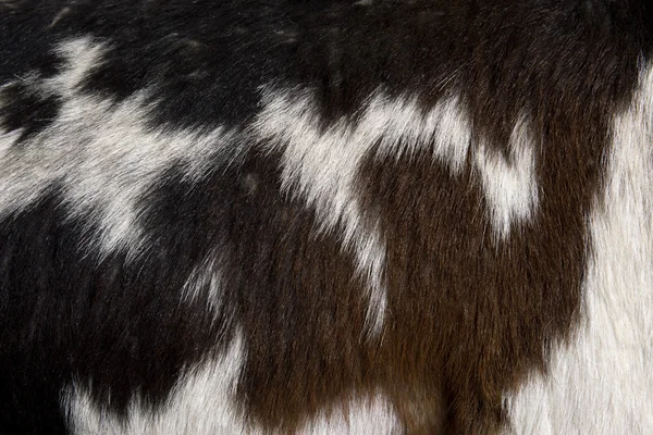 Primo piano di pelliccia di capra Rove, full frame — Foto Stock