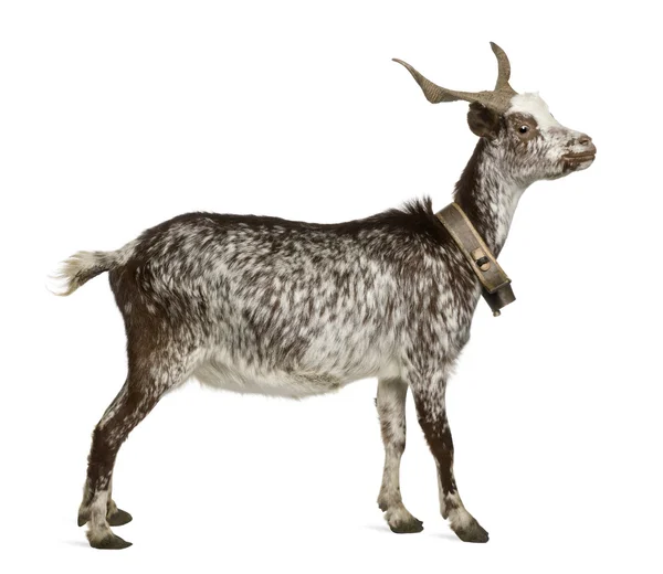 Ženské rove koza, 3 roky starý, stojící před bílým pozadím — Stock fotografie