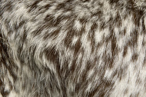 Bliska rove futra kozła, pełna klatka — Zdjęcie stockowe
