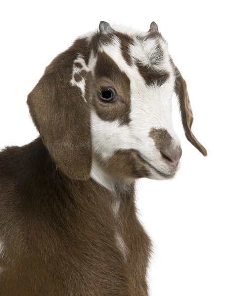 Close-up headshot rove geit kind, 3 weken oud, voor witte achtergrond — Stockfoto