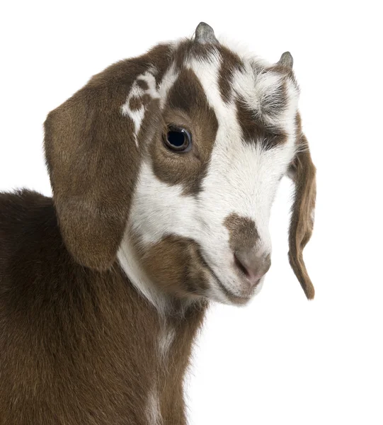 Close-up headshot Rove goat kid, 3 weeks old, in front of white background — Stock Photo, Image