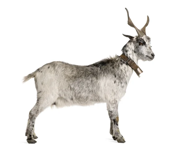 रूट बकरी, 5 साल की, सफेद पृष्ठभूमि के सामने खड़े — स्टॉक फ़ोटो, इमेज