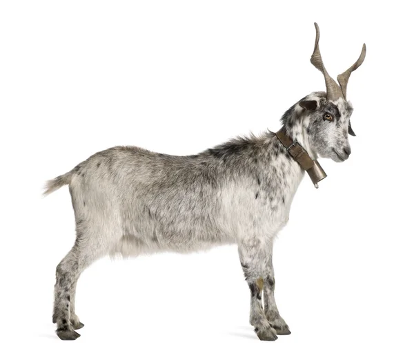 Lont geit, 5 jaar oud, staande voor de witte achtergrond — Stockfoto