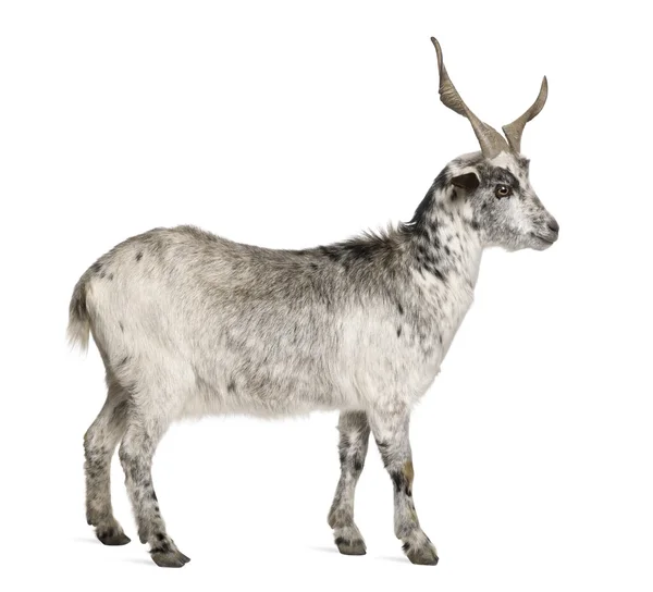 Keçi, 5 yıl yaşlı, beyaz arka plan duran rove — Stok fotoğraf