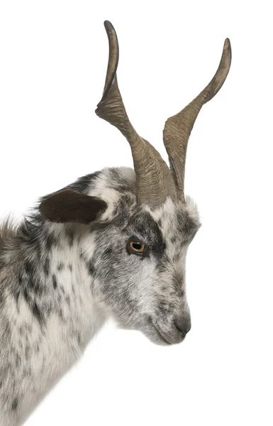 Close-up headshot of Rove goat, 6 years old, in front of white background — Stock Photo, Image
