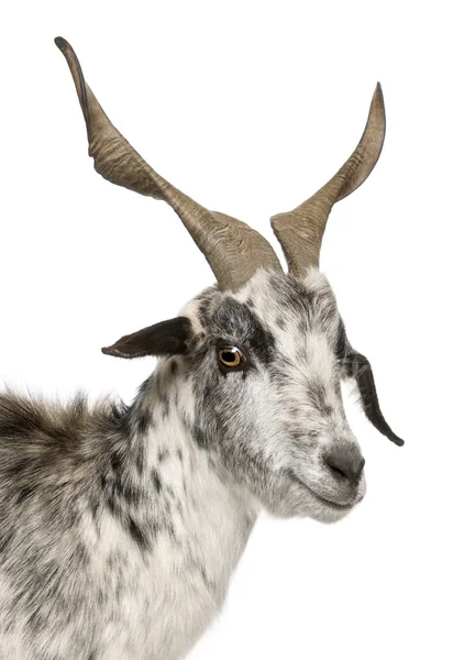 stock image Close-up headshot of Rove goat, 6 years old, in front of white background