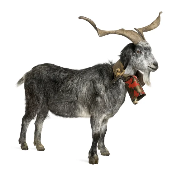 Rove goat, 5 years old, standing in front of white background — Stock Photo, Image