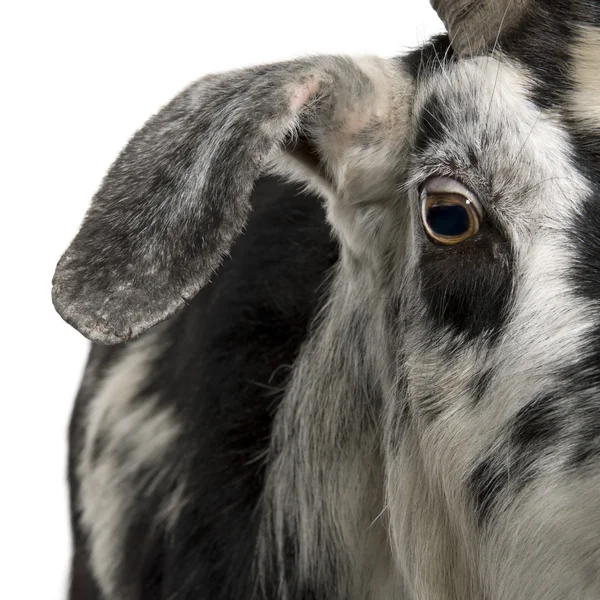 粗紡糸のヤギ、5 歳で、白い背景の前に立ってのクローズ アップのヘッド ショット — ストック写真