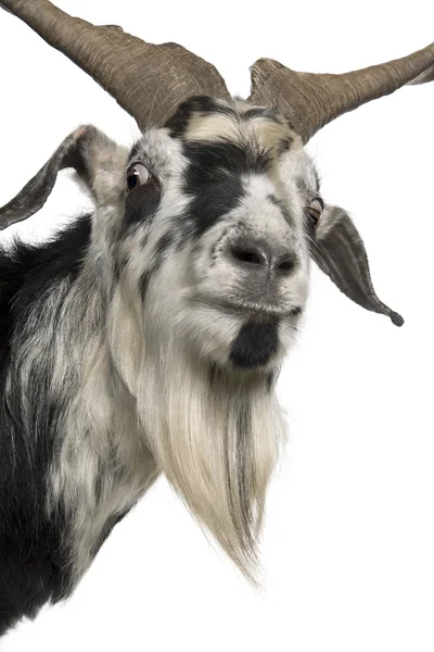 Close-up headshot of Rove goat, 5 years old, standing in front of white background — Stock Photo, Image