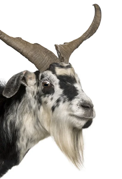 Szczegół headshot rove kozy, 5 lat, stojąc z przodu białe tło — Zdjęcie stockowe