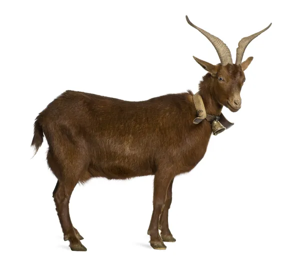 Rove goat, 4 years old, standing in front of white background — Stock Photo, Image