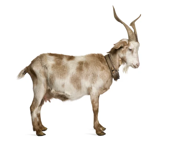 Kadın rove keçi ayakta beyaz arka plan önünde — Stok fotoğraf