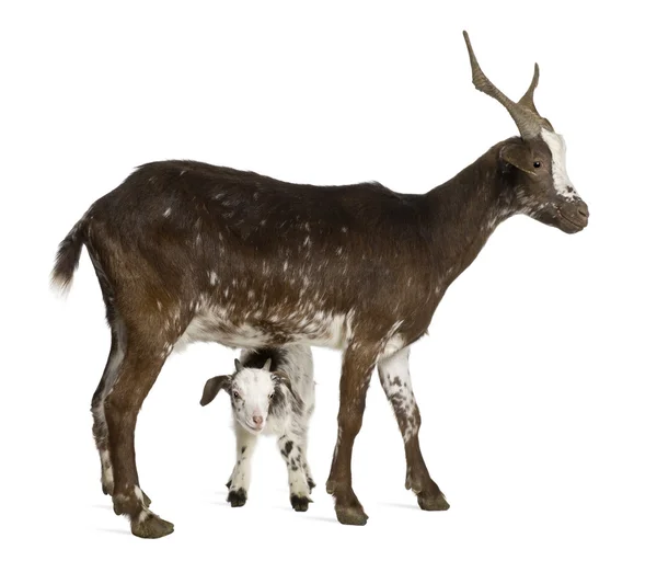 Chèvre femelle Rove avec enfant debout devant fond blanc — Photo