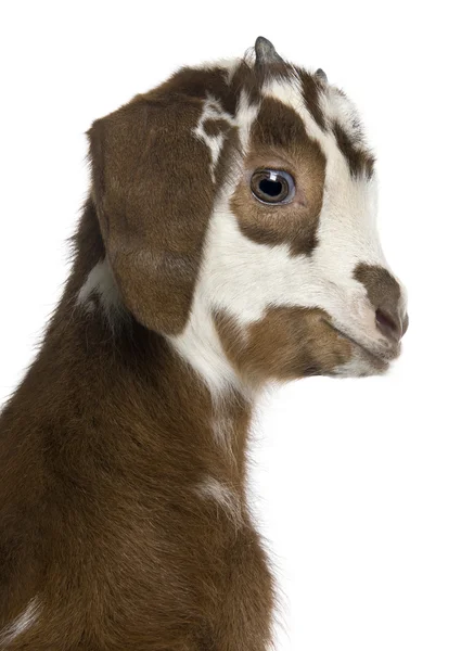 Close-up headshot Rove goat kid, 3 weeks old, in front of white background — Stock Photo, Image