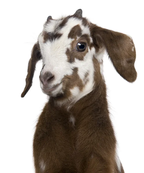 Primer plano Rove cabrito cabra, 3 semanas de edad, delante de fondo blanco — Foto de Stock