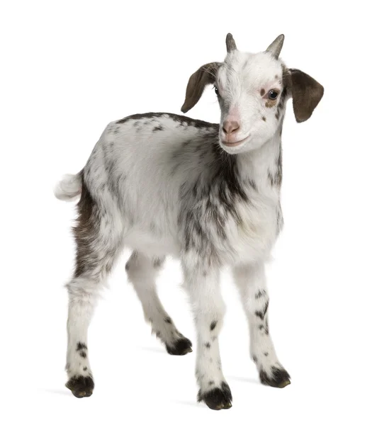 Rove goat Kid, 1 mes de edad, de pie frente al fondo blanco — Foto de Stock