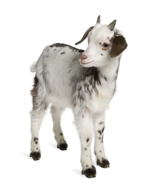 Lont geit kid, 1 maand oud, staande voor de witte achtergrond — Stockfoto