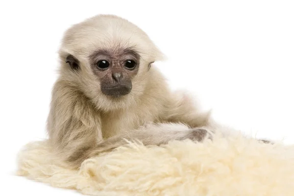 Νέοι Pileated Gibbon (4 μηνών) — Φωτογραφία Αρχείου