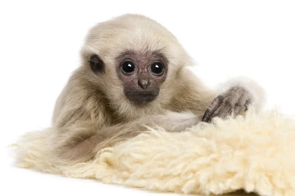 Young Pileated Gibbon (4 měsíce) — Stock fotografie