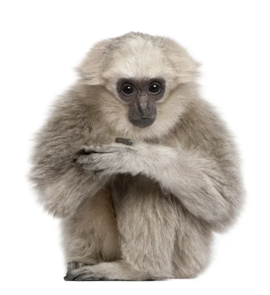 Fiatal Skarláthomlokú Gibbon, 1 év, Hylobates Pileatus, fehér háttér előtt ülve — Stock Fotó