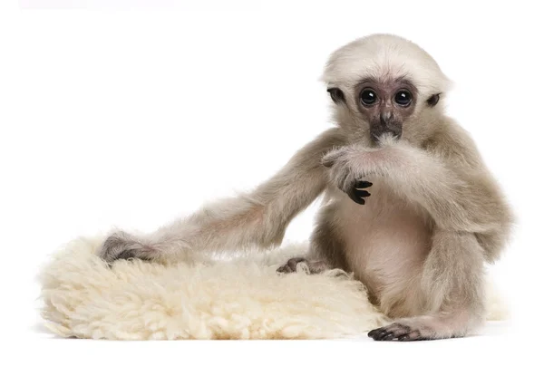 Giovane Pileated Gibbon (4 mesi) ) — Foto Stock