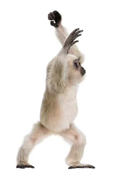 Young Pileated Gibbon (4 měsíce) — Stock fotografie
