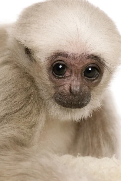Joven Gibbon apilado (4 meses de edad ) —  Fotos de Stock