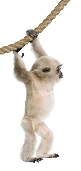 Jeune Gibbon Pilé (4 mois) ) — Photo
