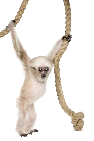 Joven Gibbon apilado (4 meses de edad ) — Foto de Stock