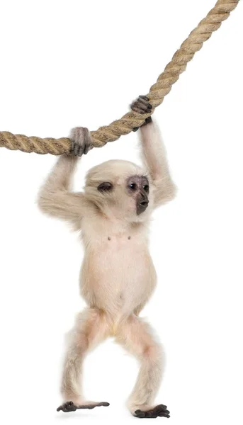 stock image Young Pileated Gibbon (4 months old)