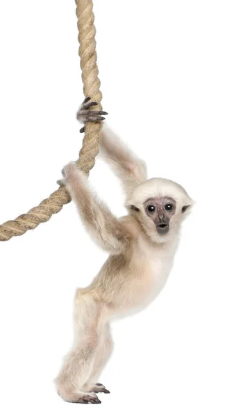 Young långhårig Gibbon (4 månader gammal) — Stockfoto